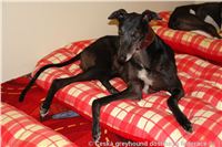 Greyhound_Cato_DSC07886_Czech_Greyhound_Racing_Federation.JPG