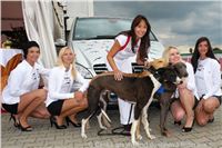 Heidi_dostihy_chrtu_DSC04900_Czech_Greyhound_Racing_Federation.JPG