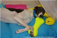 Princess_ Budoar_DSC07517_Czech_Greyhound_Racing_Federation.JPG