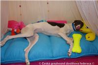 Princess_-Budoar_DSC07518_Czech_Greyhound_Racing_Federation.jpg