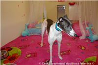 Princess_ Budoar_DSC07534_Czech_Greyhound_Racing_Federation.JPG