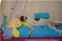 Princess_ Budoar_DSC07591_Czech_Greyhound_Racing_Federation.JPG