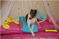 Princess_ Budoar_DSC07755_Czech_Greyhound_Racing_Federation.JPG