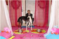 Princess_ Budoar_DSC07765_Czech_Greyhound_Racing_Federation.JPG