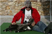 Big_Daddy_GUCCI_NQ1M4945_Czech_Greyhound_Racing.JPG