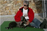 Big_Daddy_GUCCI_NQ1M4948_Czech_Greyhound_Racing.JPG