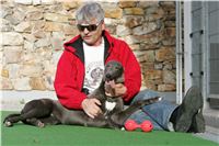 Big_Daddy_GUCCI_NQ1M4966_Czech_Greyhound_Racing.JPG