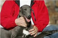 Big_Daddy_GUCCI_NQ1M4968_Czech_Greyhound_Racing.JPG