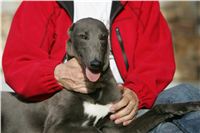 Big_Daddy_GUCCI_NQ1M4970_Czech_Greyhound_Racing.JPG