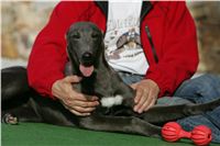 Big_Daddy_GUCCI_NQ1M4973_Czech_Greyhound_Racing.JPG