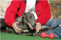 Big_Daddy_GUCCI_NQ1M4975_Czech_Greyhound_Racing.JPG