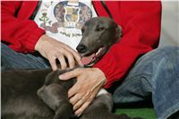 Big_Daddy_GUCCI_NQ1M4977_Czech_Greyhound_Racing.JPG