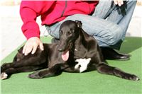 Cool_Gabbana_NQ1M4899_Czech_Greyhound_Racing.JPG