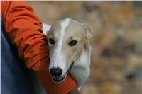 Queen_Vuitton_NQ1M4733_Czech_Greyhound_Racing.jpg