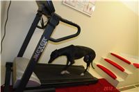 chrti_fitness_Greyhound_Chateaux_DSC03601.jpg