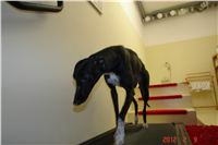 chrti_fitness_Greyhound_Chateaux_DSC03611.JPG