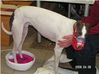 chrti_welness_Greyhound_Chateaux_PICT0003.jpg