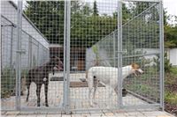 Greyhound_Chateaux_backyard_kennels_CGDF_IMG_7518.JPG