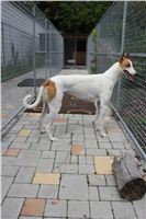 Greyhound_Chateaux_backyard_kennels_CGDF_IMG_7524.JPG