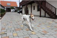 Greyhound_Chateaux_large_courtyard_CGDF_IMG_7594.jpg