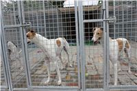 Greyhound_Chateaux_single_kennels_CGDF_IMG_7480.JPG