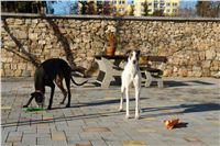 Greyhound_Chateaux_small_courtyard_CGDF_DSC01675.JPG