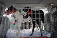 Greyhound_transport_Chateaux_Czech_racing_IMG_4314.jpg