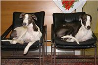 Chrti_Greyhound_Chateaux_Czech_Greyhound_Racing_DSC07506.JPG