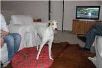Chrti_Greyhound_Chateaux_Czech_Greyhound_Racing_IMG_1065.jpg