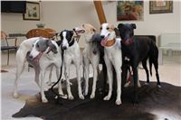 Chrti_Greyhound_Chateaux_Czech_Greyhound_Racing_IMG_1934.JPG