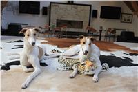 Chrti_Greyhound_Chateaux_Czech_Greyhound_Racing_IMG_2180.JPG