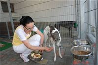 Greyhound_chateaux_feeding_CGDF_DSC04543.JPG