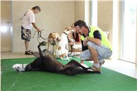 Greyhound_Park_Motol_Prague_CGDF_IMG_7771.JPG