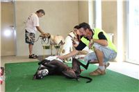 Greyhound_Park_Motol_Prague_CGDF_IMG_7772.JPG