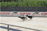 Greyhound_Park_Motol_Prague_CGDF_IMG_7807.JPG