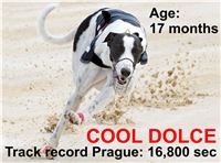 Cool_Dolce_Track_record_Greyhound_Park_Motol_CGDF.jpg