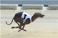 Italian_Greyhound_Track_Record_CGDF_DSC_7799.jpg