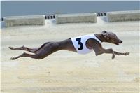 Italian_Greyhound_Track_Record_CGDF_DSC_7800.jpg