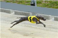 Italian_Greyhound_Track_Record_CGDF_DSC_7812.jpg