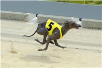 Italian_Greyhound_Track_Record_CGDF_DSC_7813.jpg