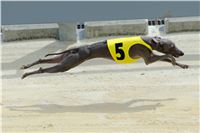 Italian_Greyhound_Track_Record_CGDF_DSC_7815.jpg