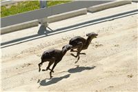 Italian_Greyhound_Track_Record_CGDF_DSC_7886.jpg
