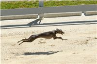Italian_Greyhound_Track_Record_CGDF_DSC_7893.jpg