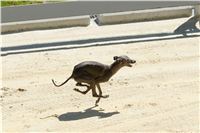 Italian_Greyhound_Track_Record_CGDF_DSC_7894.jpg