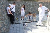 Italian_Greyhound_Track_Record_CGDF_IMG_8324.JPG