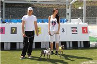 Italian_Greyhound_Track_Record_CGDF_IMG_8327.JPG