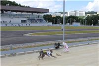Italian_Greyhound_Track_Record_CGDF_IMG_8358.JPG