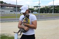 Italian_Greyhound_Track_Record_CGDF_IMG_8401.JPG