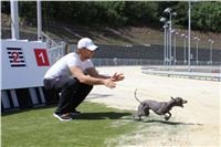 Italian_Greyhound_Track_Record_CGDF_IMG_8437.JPG