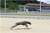Italian_Greyhound_Track_Record_CGDF_IMG_8438.JPG